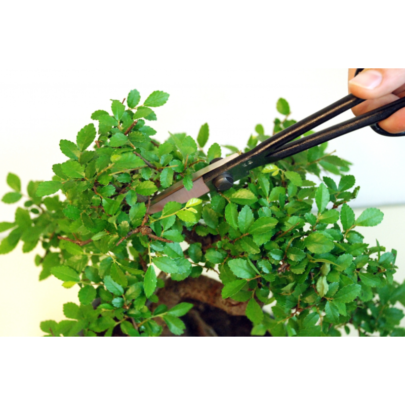 Spazzola Per Bonsai In Fibra Di Palma - Per Pulizia Vasi E Fioriere, Delicata E Resistente - Foto 4