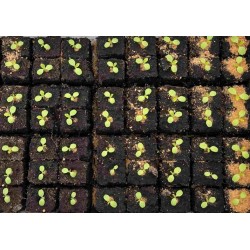 copy of Presse-mottes manuel Spidmot 16 - Motteuse sur table