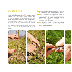 I am learning how to graft my fruit trees for abundant and flavorful harvests.