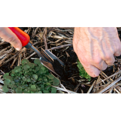 Felco 441 Hori Hori – Swiss Garden Knife 16 cm Blade