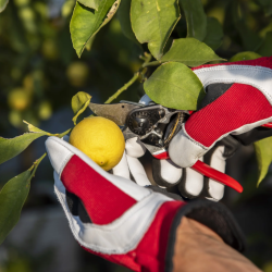 Gants Felco 702 – Gants de Travail Cuir Renforcé et Spandex pour Taille Intensive, Tailles S à XL