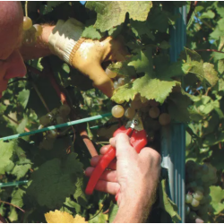 Forbici da Vendemmia Felco 310 – Testa Sottile in Acciaio Inox per Vendemmia, Raccolta e Rifinitura, Taglio 10 mm