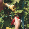 Forbici da Vendemmia Felco 310 – Testa Sottile in Acciaio Inox per Vendemmia, Raccolta e Rifinitura, Taglio 10 mm