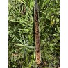 Edelstahl-Handbohrer 1 m – Bodenprobe von oben gesehen